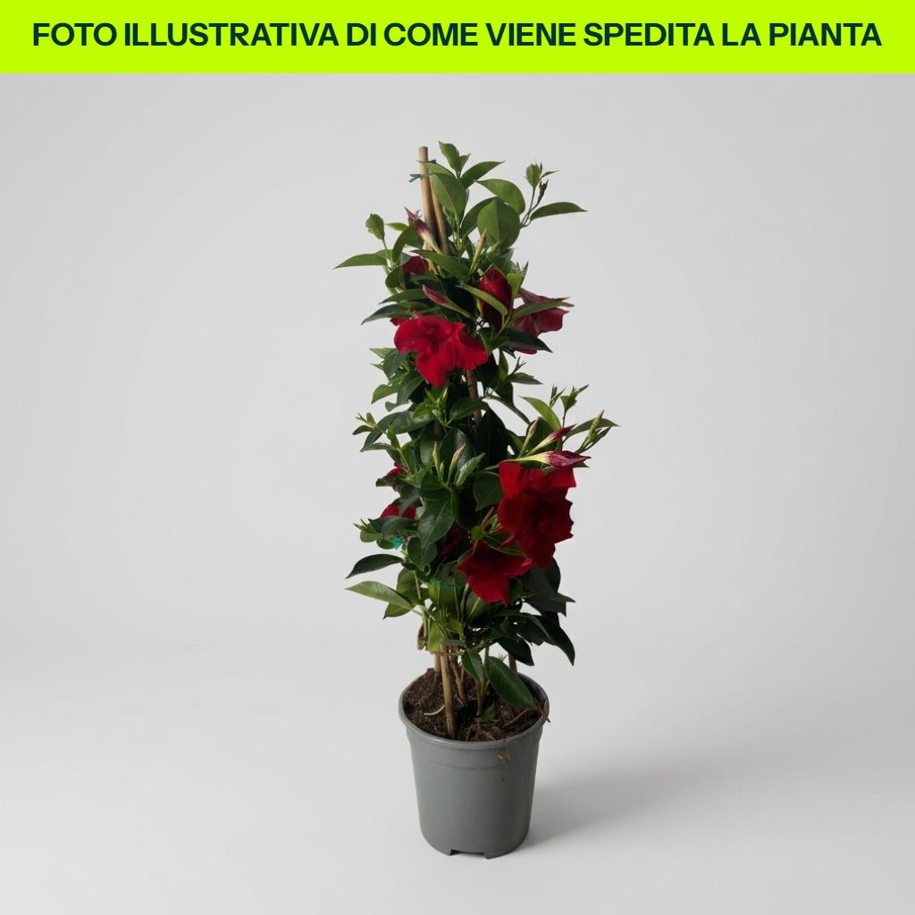 Guzmania Yeltix im 12-cm-Topf