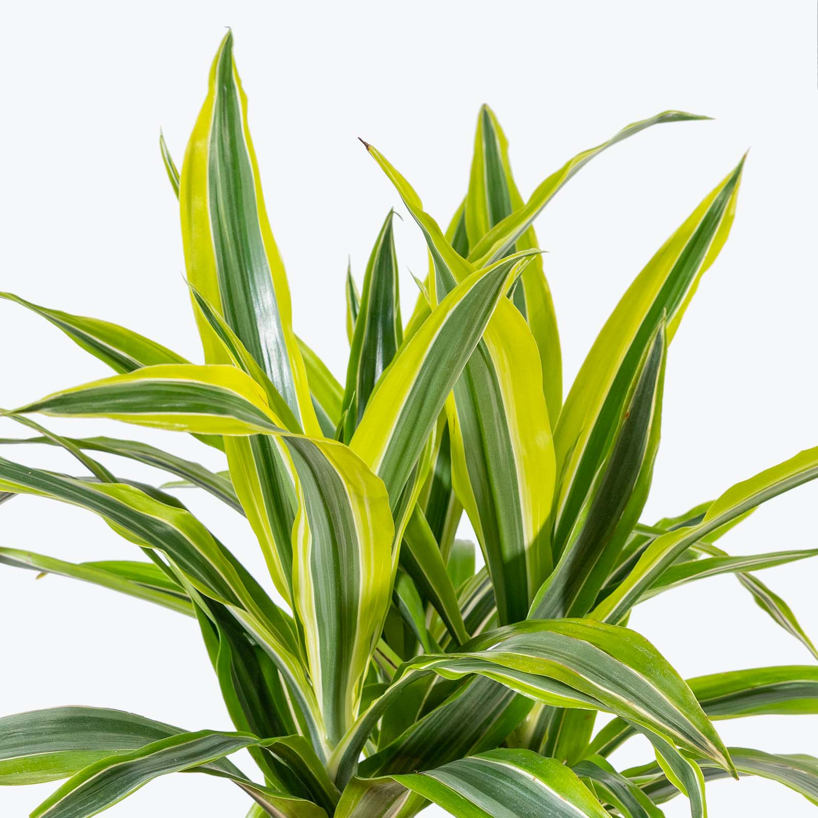 Dracena Fragrans Lemon Lime in Vaso da 16cm