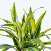Dracena Fragrans Lemon Lime in Vaso da 16cm