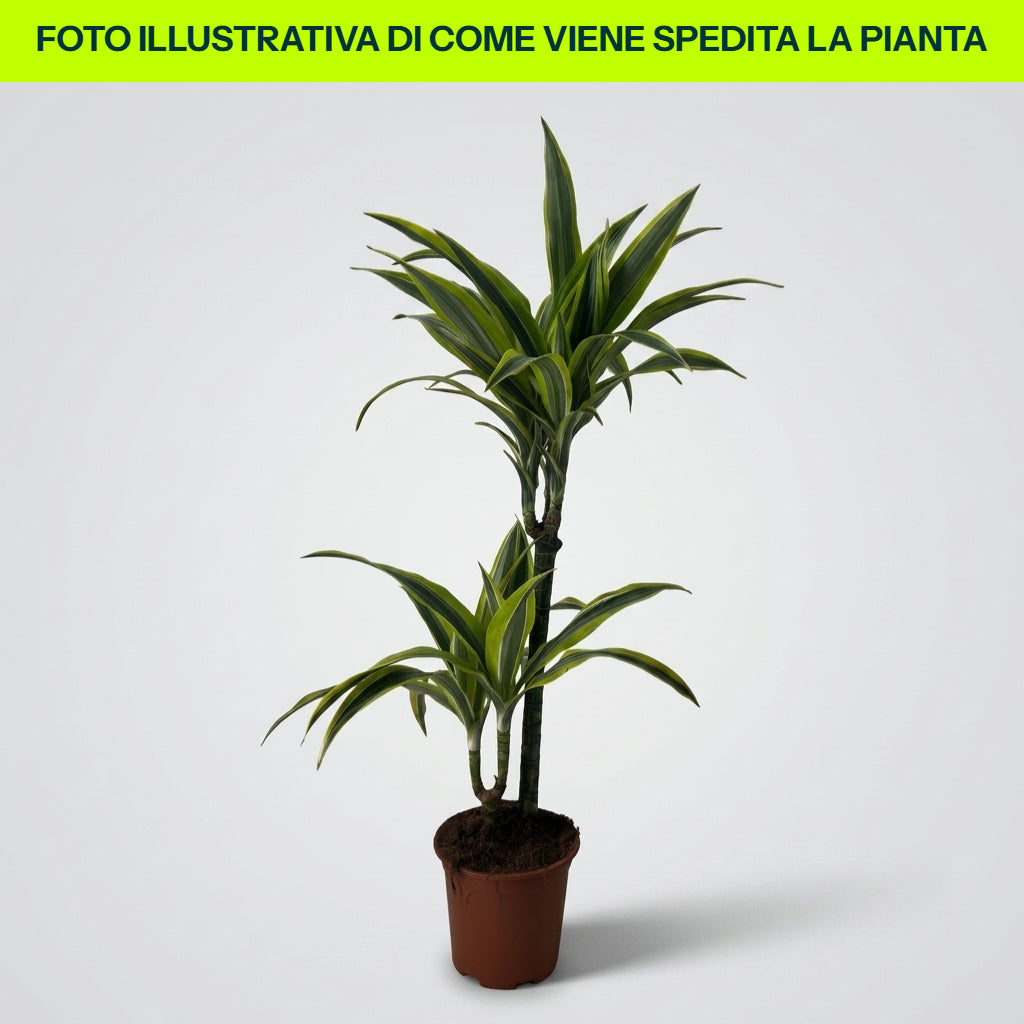 Dracena Fragrans Lemon Lime in Vaso da 16cm