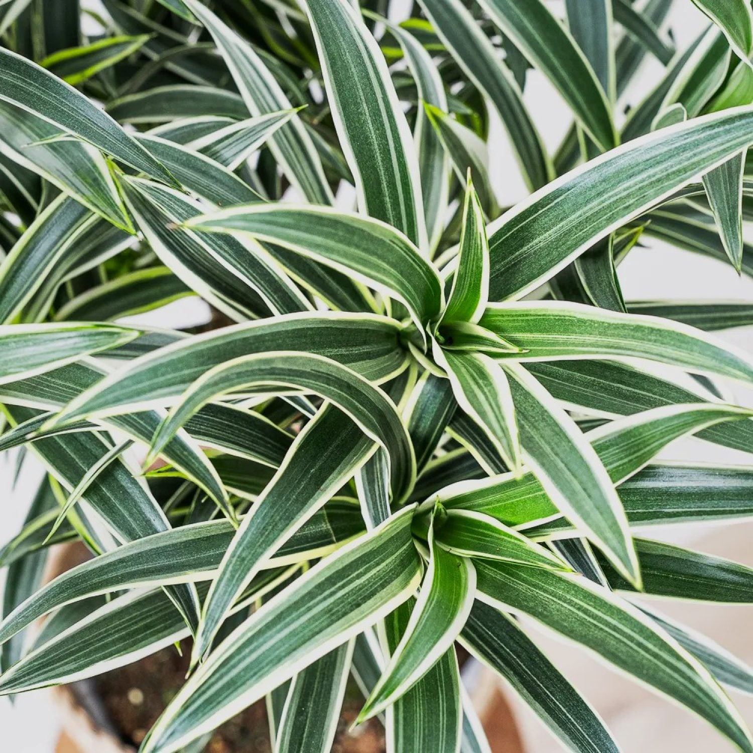 Dracena Valentina in vaso da 21cm