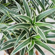 Dracena Valentina in vaso da 21cm