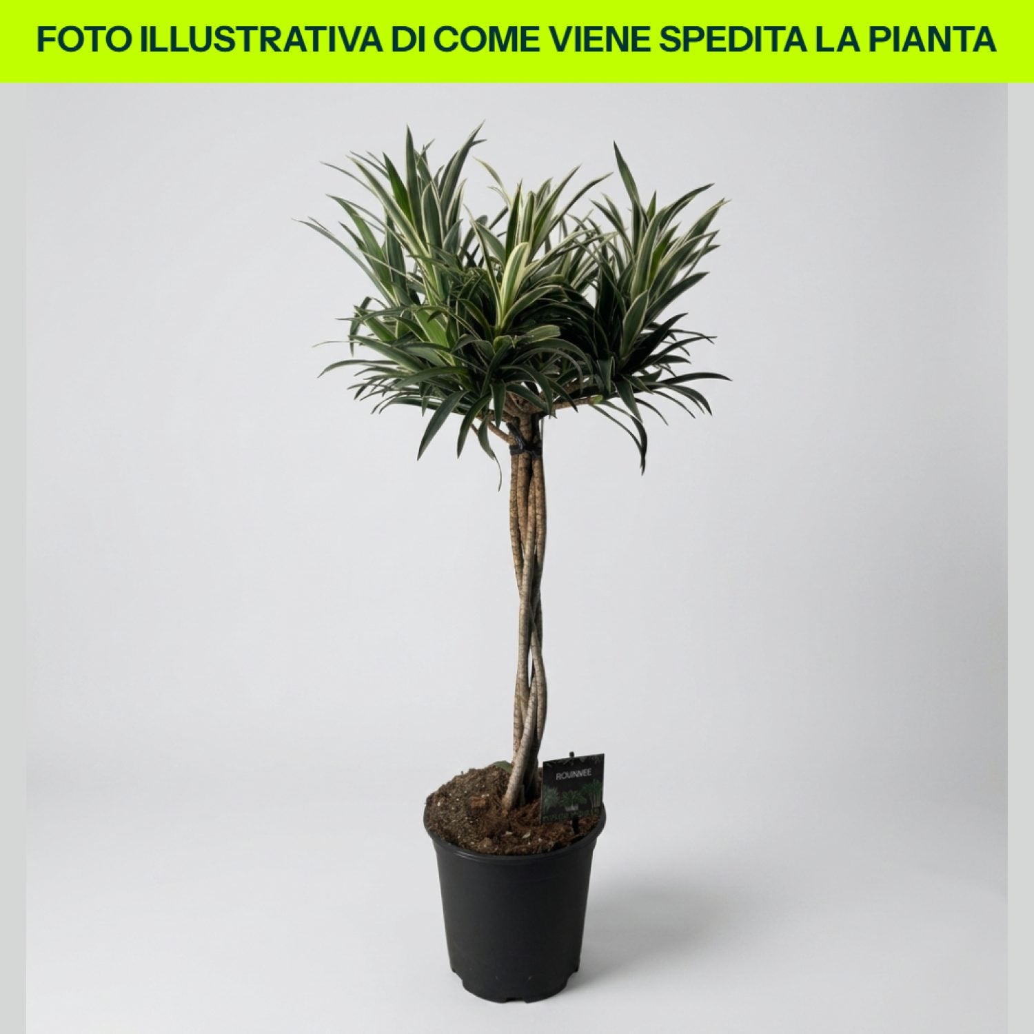Dracena Valentina in vaso da 21cm