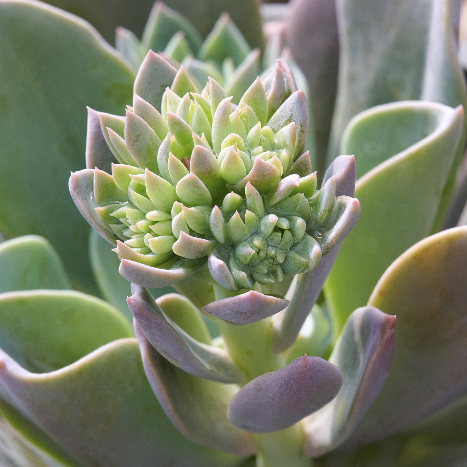 ECHEVERIA BLUE PRINCE IN VASO 10,5CM