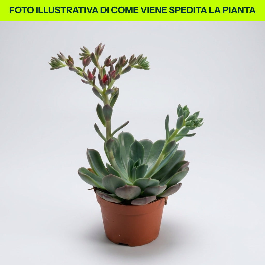ECHEVERIA BLUE PRINCE IN VASO 10,5CM