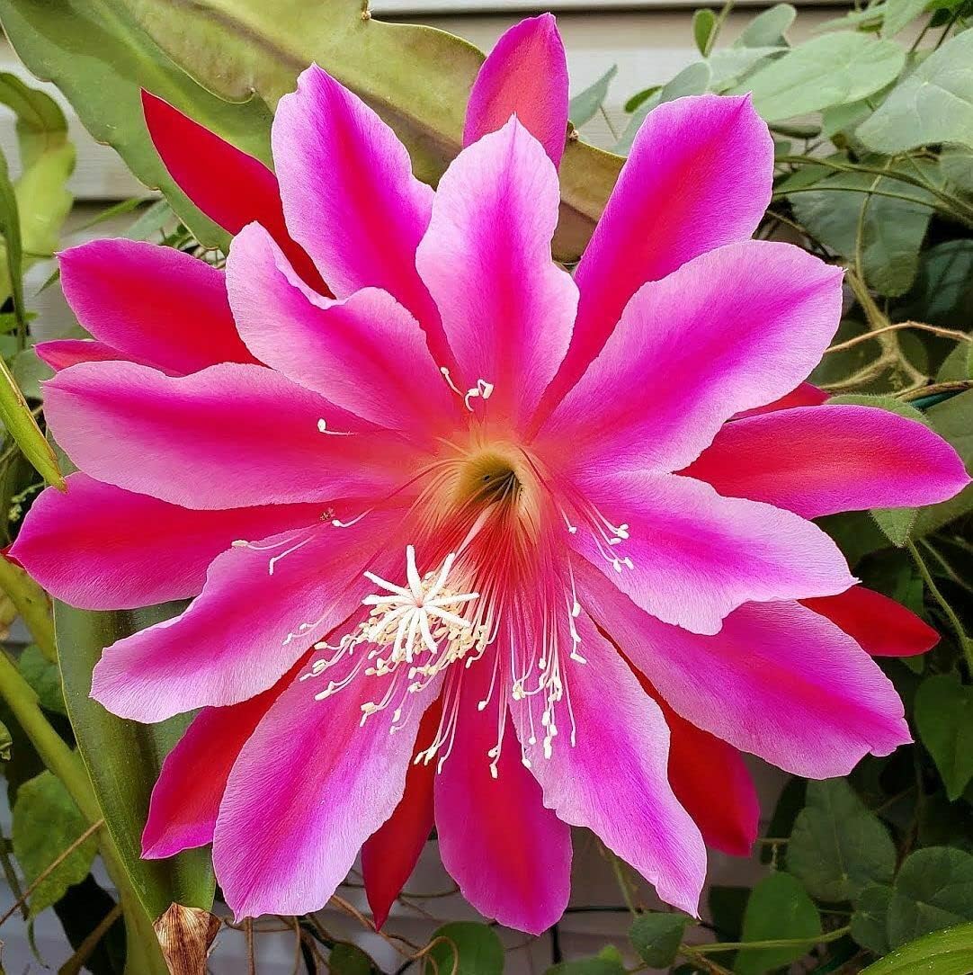 Epiphyllum in varietà in Vaso da 15cm