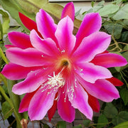 Epiphyllum in varietà in Vaso da 15cm