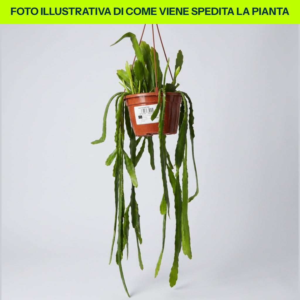 Epiphyllum in varietà in Vaso da 15cm