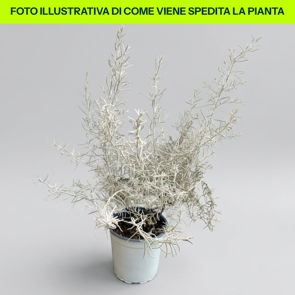 EREMOPHILA NIVEA VASO 16CM