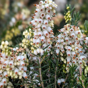 ERICA DARLEYENSIS WHITE PERFECTION IN VASO 18CM