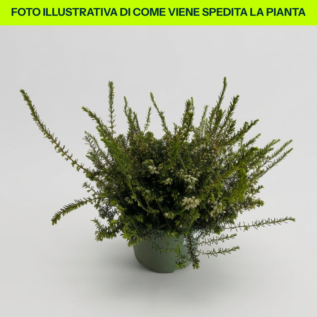 ERICA DARLEYENSIS WHITE PERFECTION IN VASO 18CM