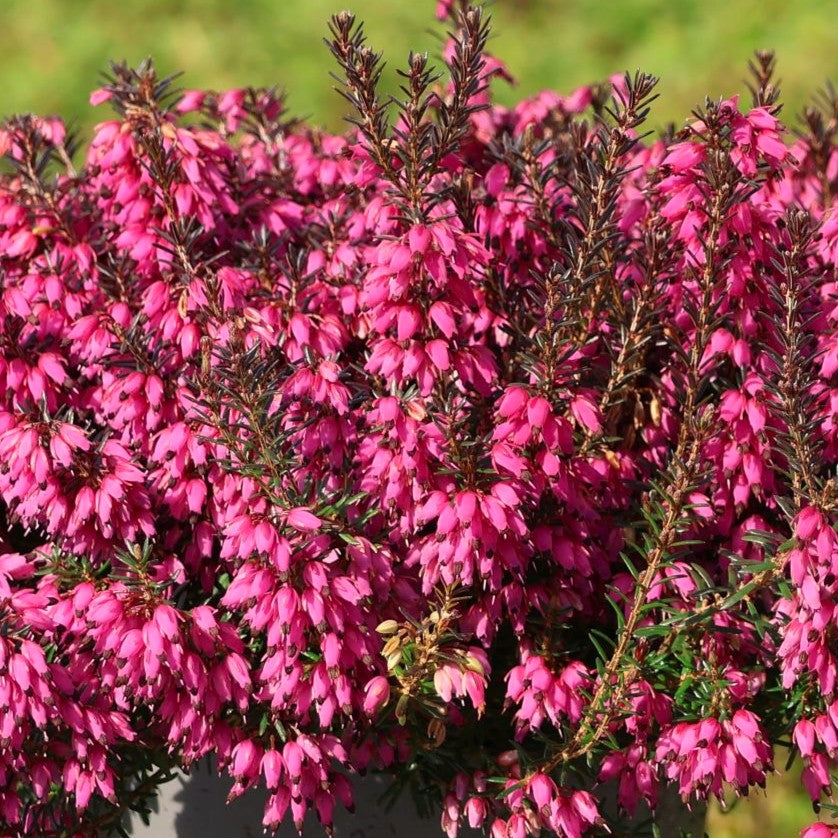 ERICA DARLEYENSIS WINTER LADIES ROSSO VASO 15CM