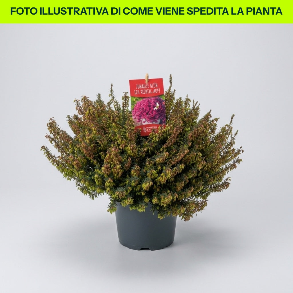 ERICA DARLEYENSIS WINTER LADIES ROSSO VASO 15CM