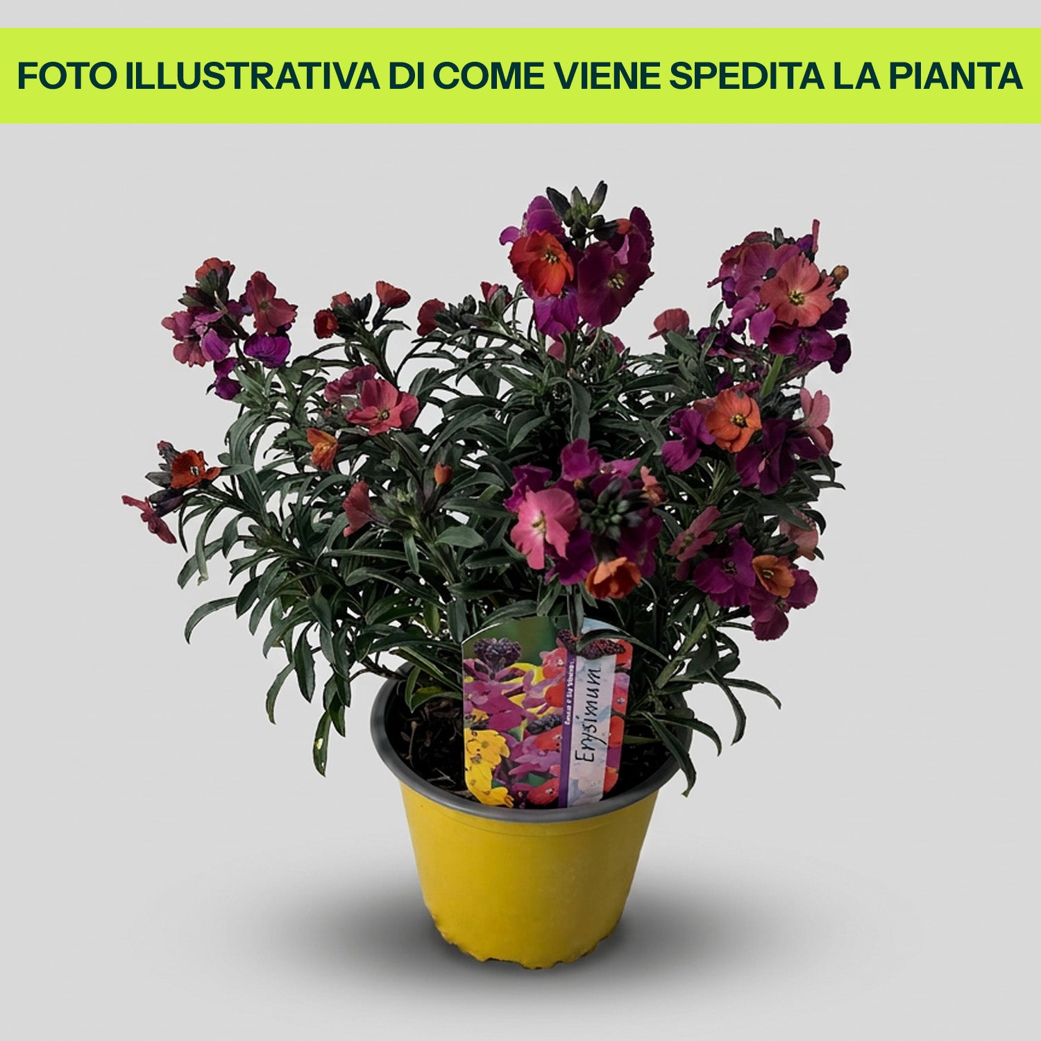 ERYSIMUM GIALLA IN VASO 14CM