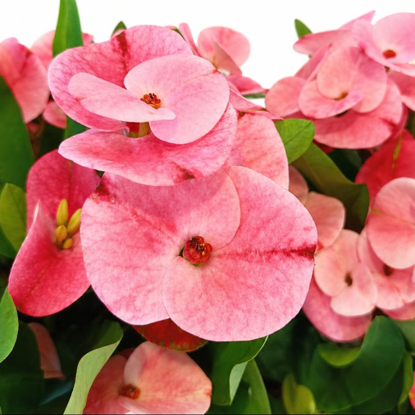 Euphorbia Charlotte in Vaso da 12cm
