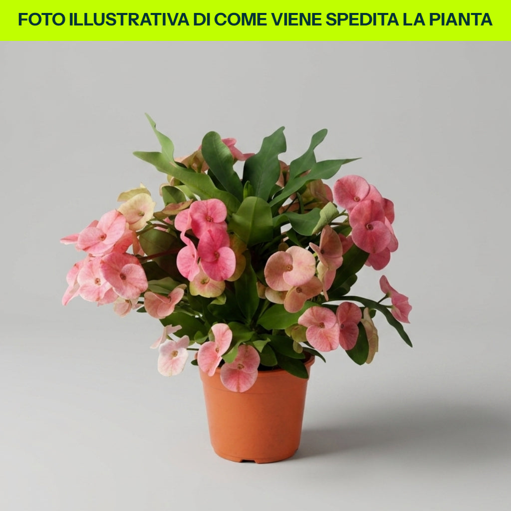 Euphorbia Charlotte in Vaso da 12cm