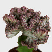 Euphorbia lactea im 10cm Topf