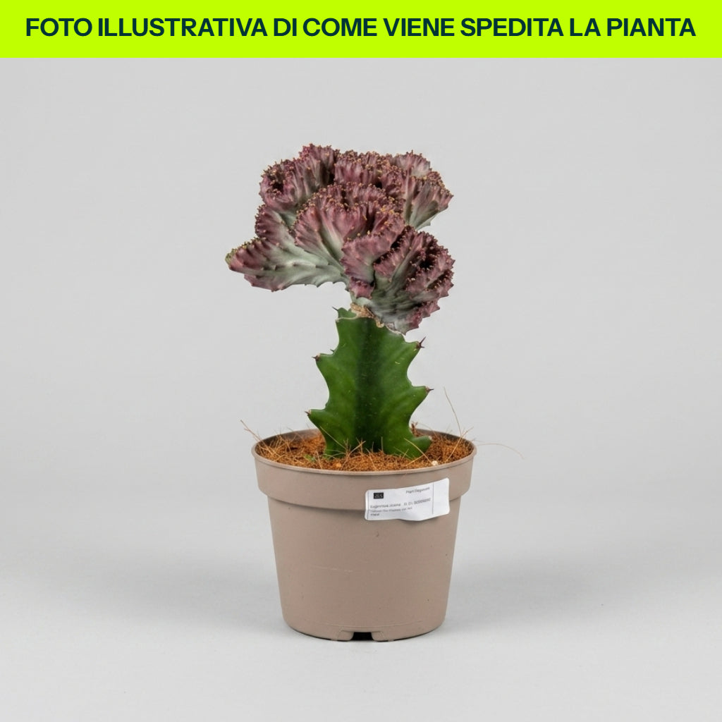Euphorbia lactea im 10cm Topf