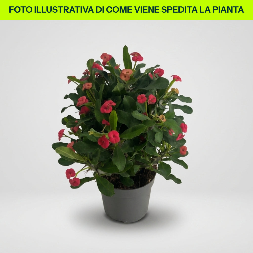 EUPHORBIA MILIII VULCANUS ROSSA VASO 12CM