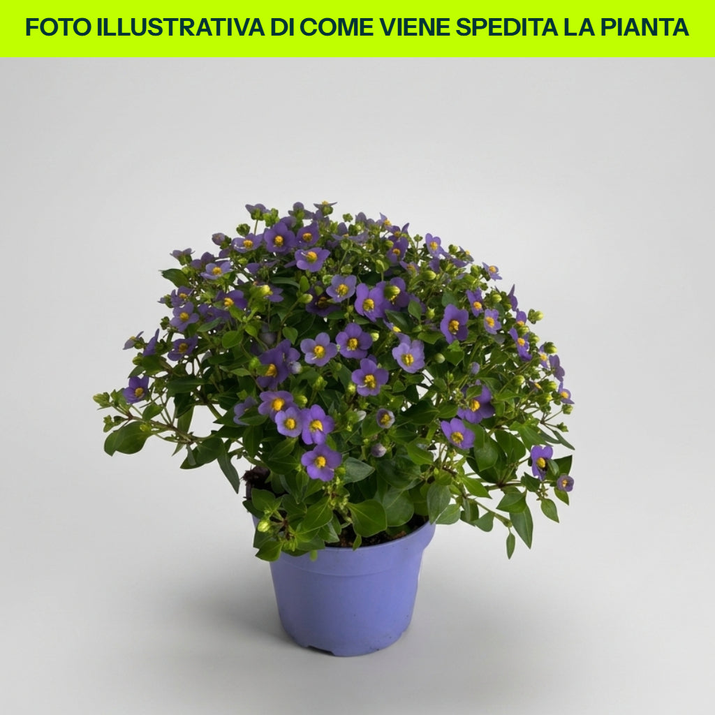 EXACUM SAPPHIRE KANDY BLU VASO 13CM