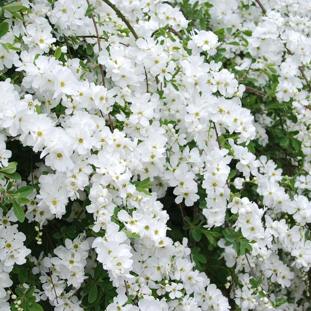 Exochorda Magical Springtime in vaso da 18cm