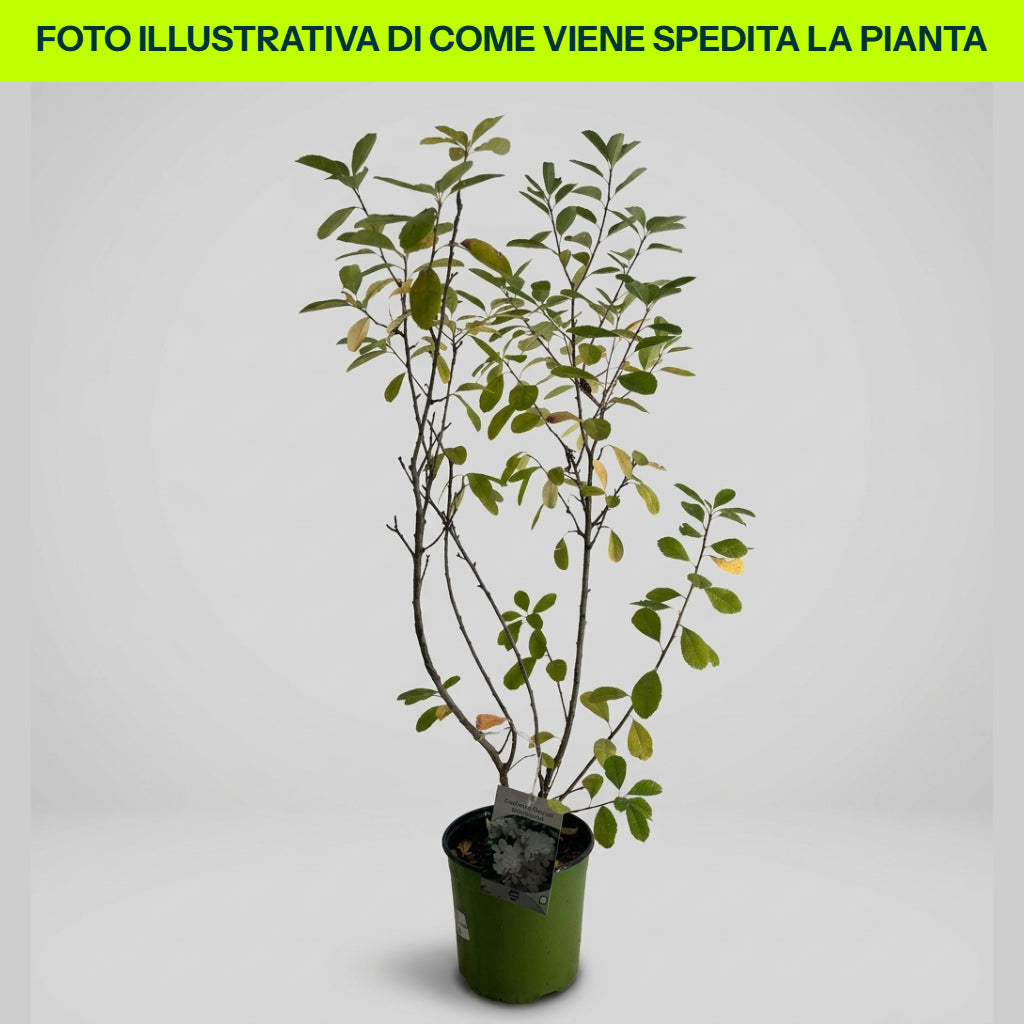 Exochorda Magical Springtime in vaso da 18cm