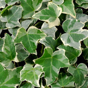 Edera Variegata White Wonder in Basket da 17cm