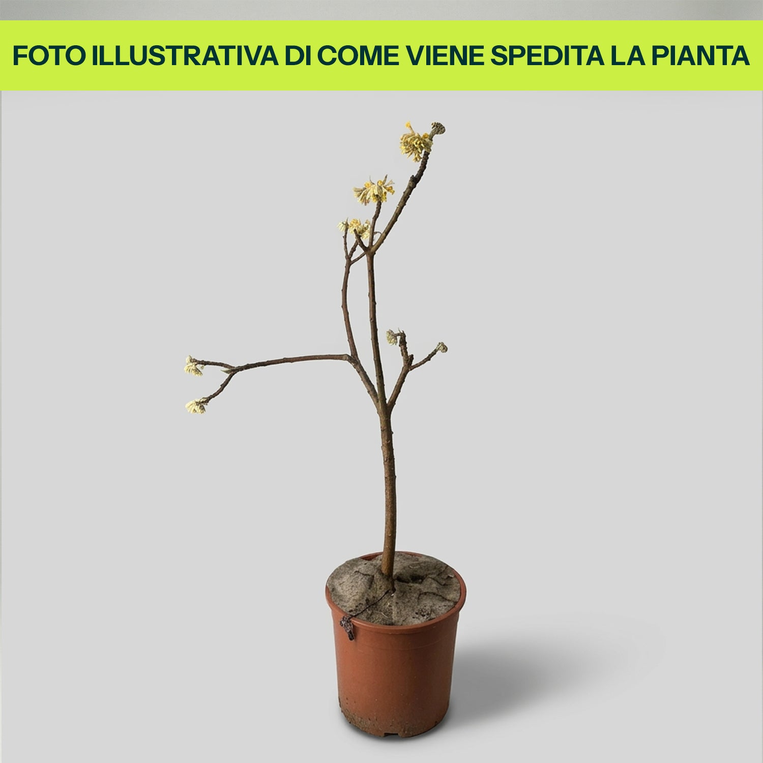 Edgeworthia Chrysantha in Vaso da 18cm