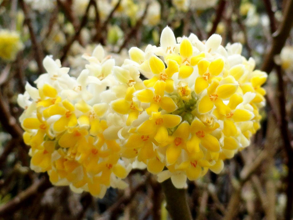 Edgeworthia Chrysantha in Vaso da 18cm
