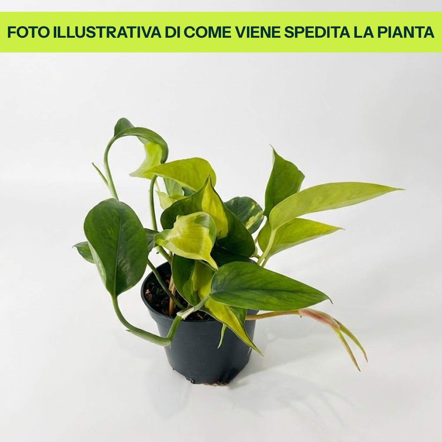 Guzmania Yeltix en pot de 12 cm