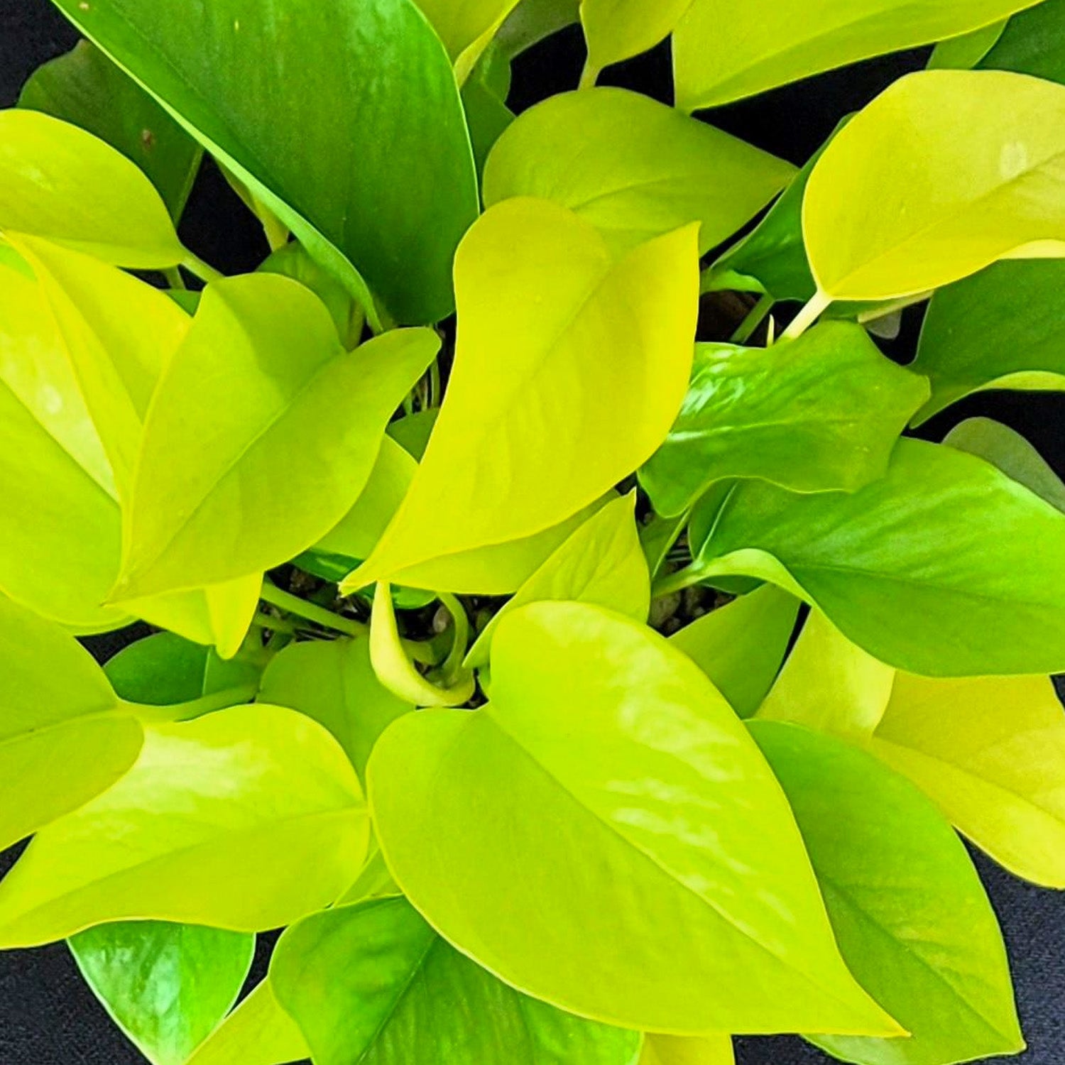 Epipremnum Neon Variegato Tre Colori in Basket da 15cm