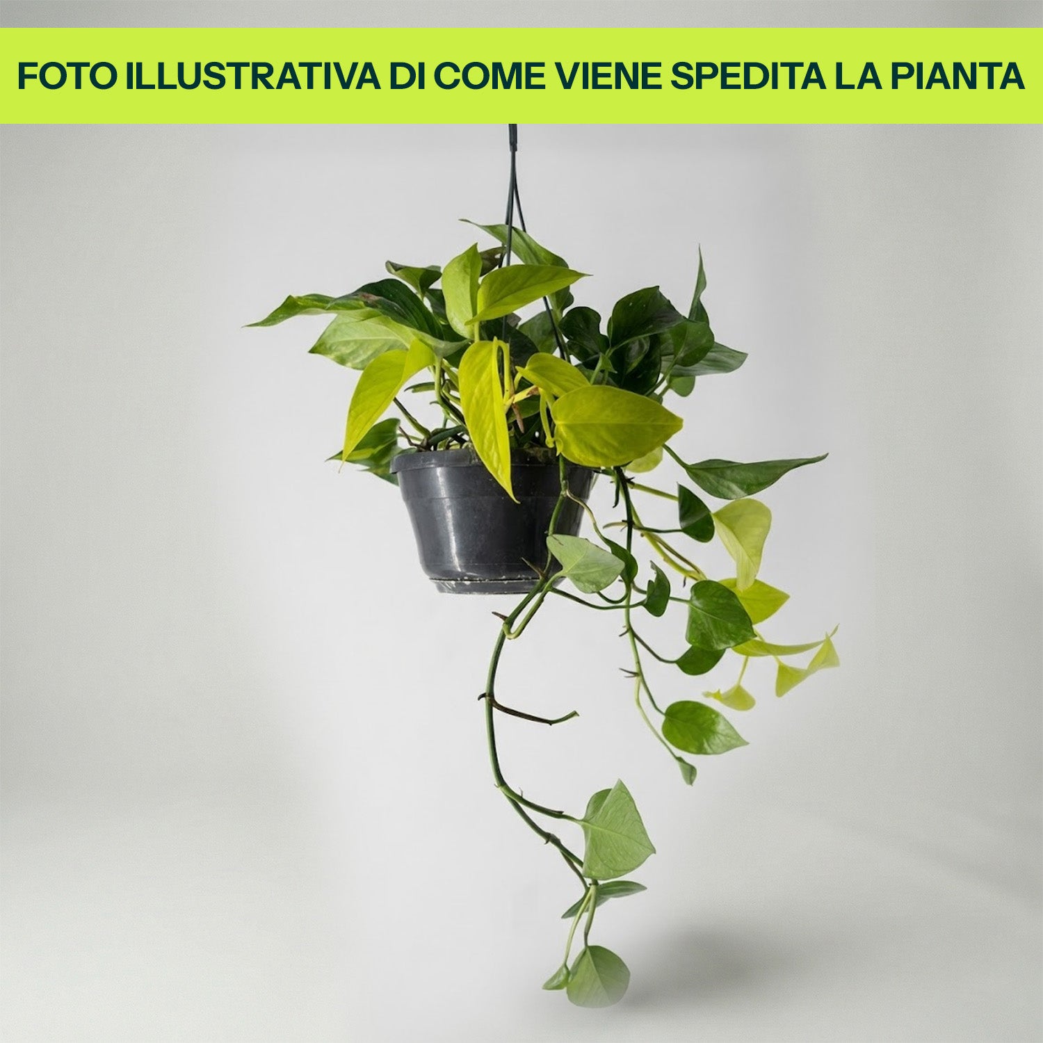 Epipremnum Neon Variegato Tre Colori in Basket da 15cm