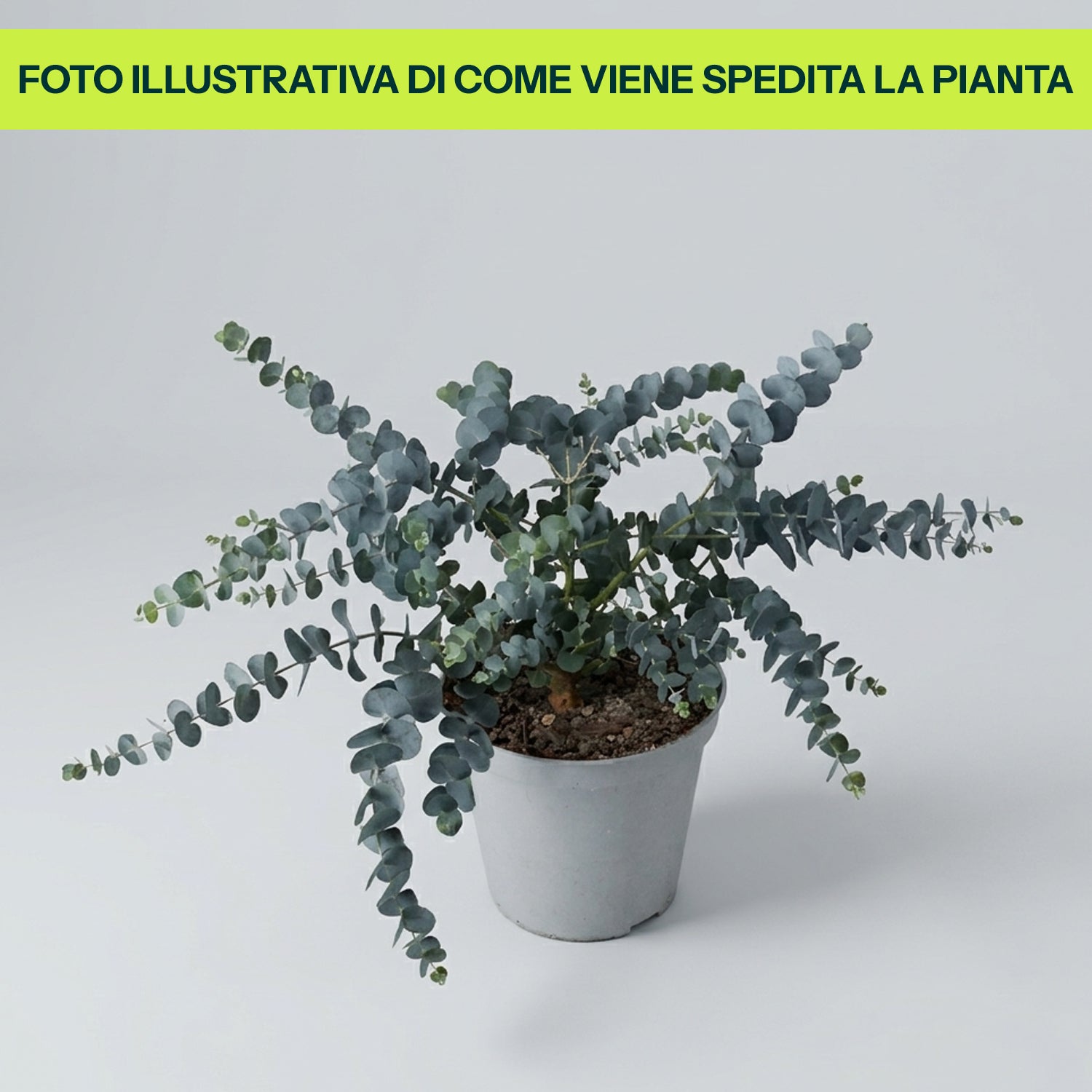 Guzmania Yeltix en pot de 12 cm