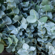 Eucalyptus France Bleu in vaso da 18cm