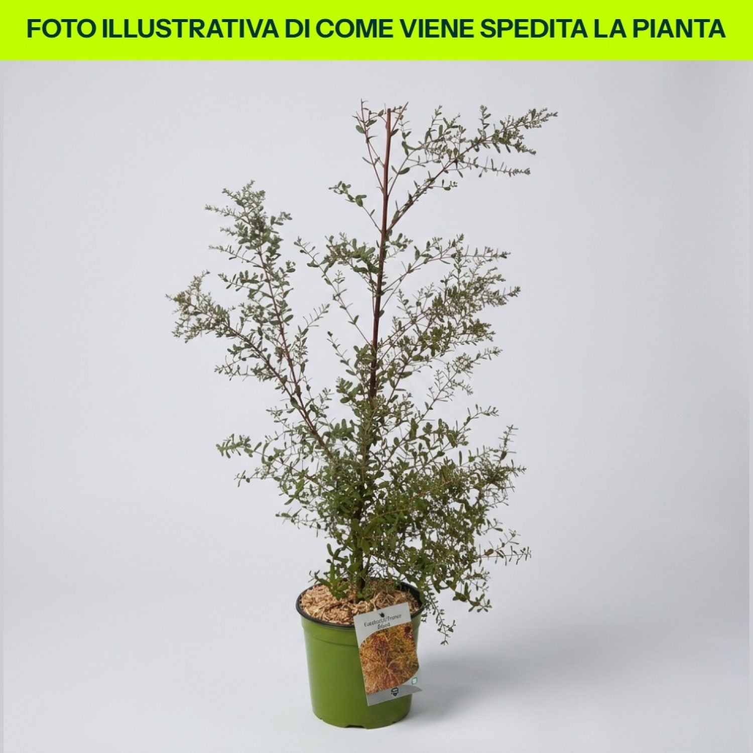 Eucalyptus France Bleu in vaso da 18cm