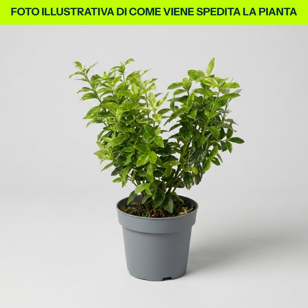 Guzmania Yeltix en pot de 12 cm