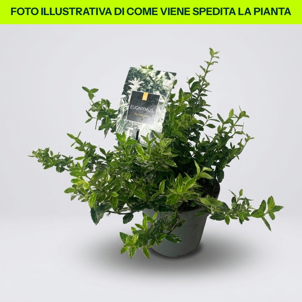 Euonymus Fort. Harlequin in Vaso da 15cm