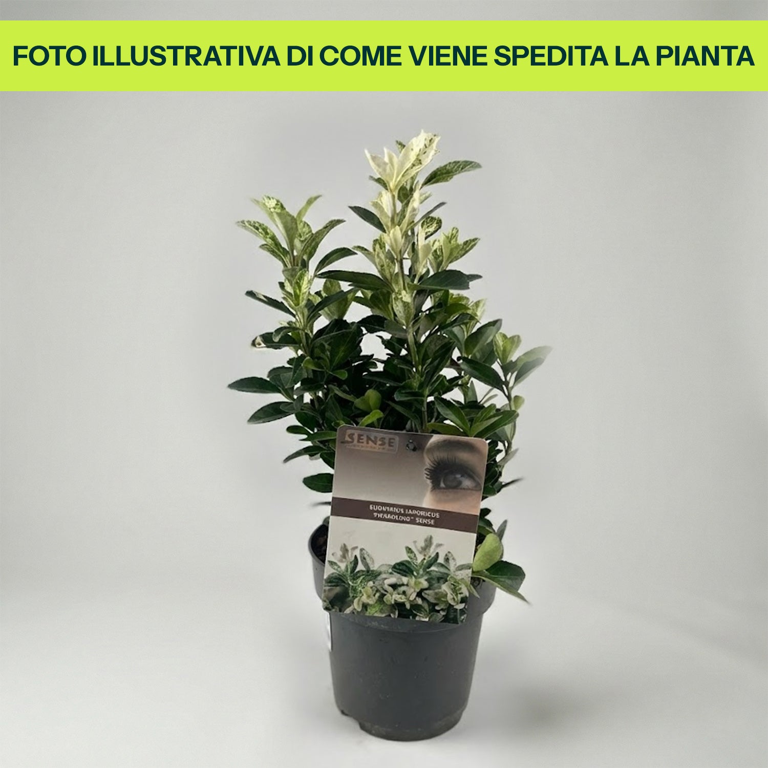 Guzmania Yeltix en pot de 12 cm