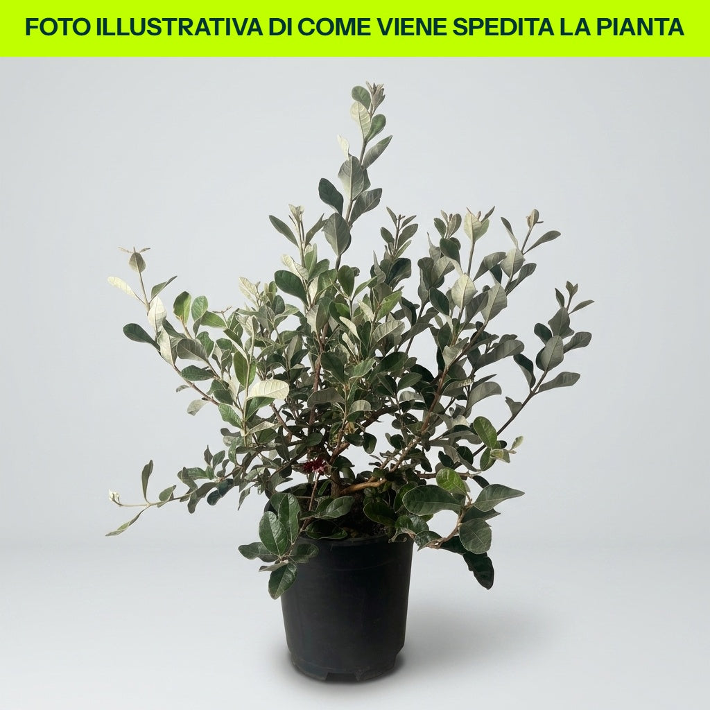 FEIJOA ACCA SELLOWIANA in vaso da 19cm