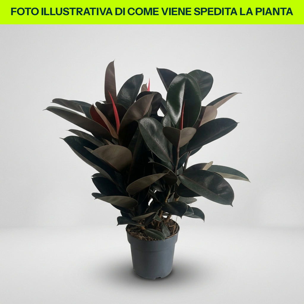FICUS ELASTICA ABIDJAN VASO 21CM
