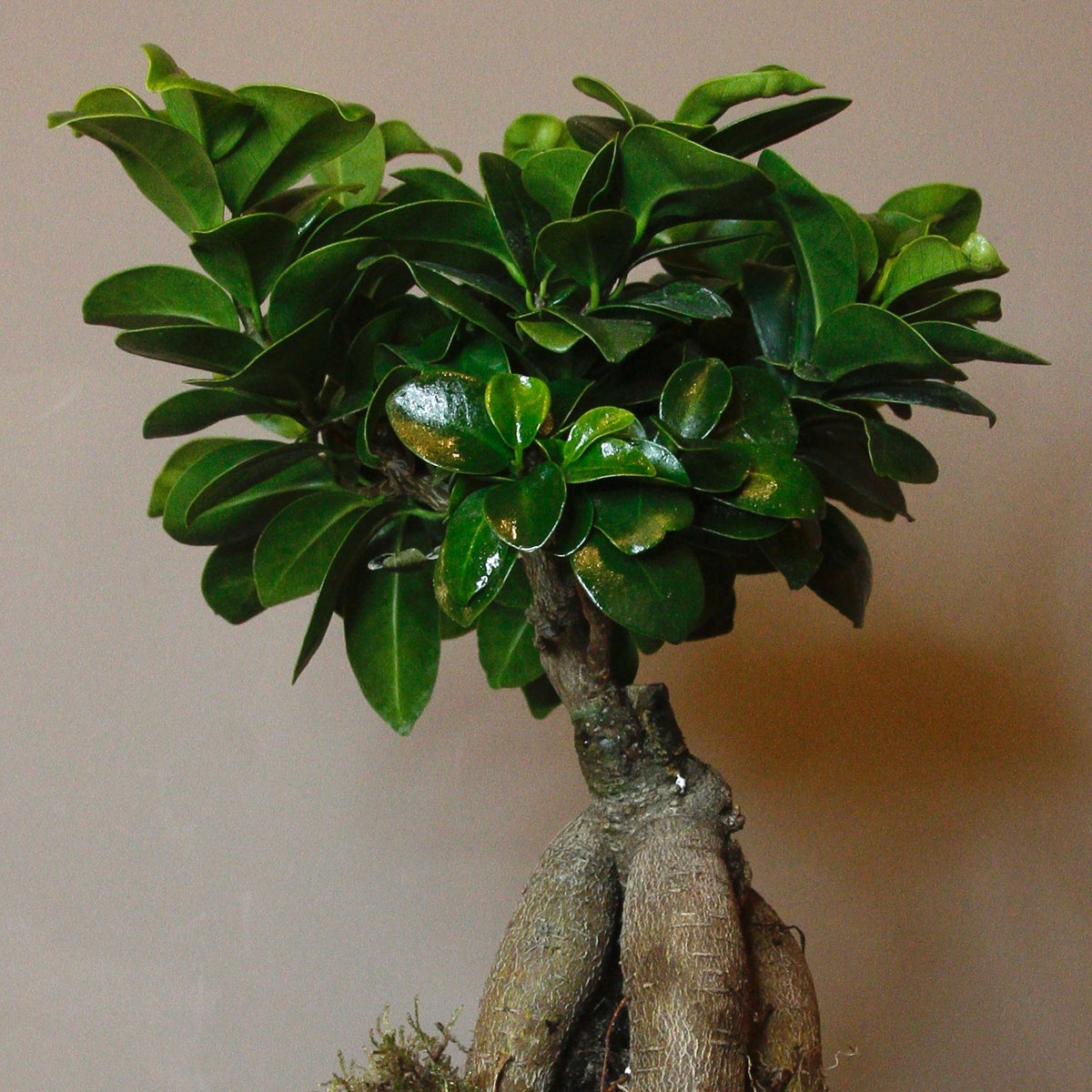 FICUS GINSENG BONSAI VASO 25CM