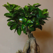 FICUS GINSENG BONSAI VASO 25CM