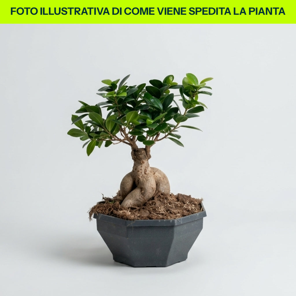 FICUS GINSENG BONSAI VASO 25CM
