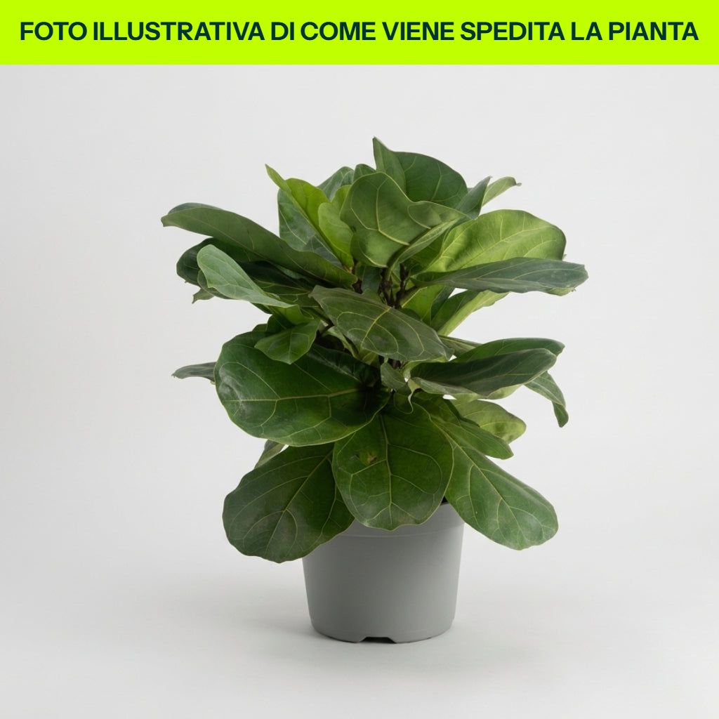FICUS LIRATA 17CM