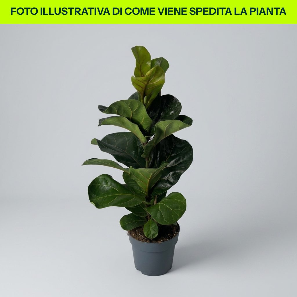 Ficus Lyrata Bambino dettaglio pianta in vaso da 17 cm