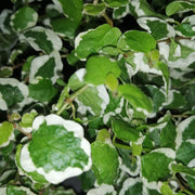 Ficus Pumila Belle Sunny in vaso da 11cm