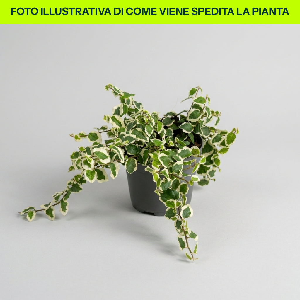 Ficus Pumila Belle Sunny in vaso da 11cm