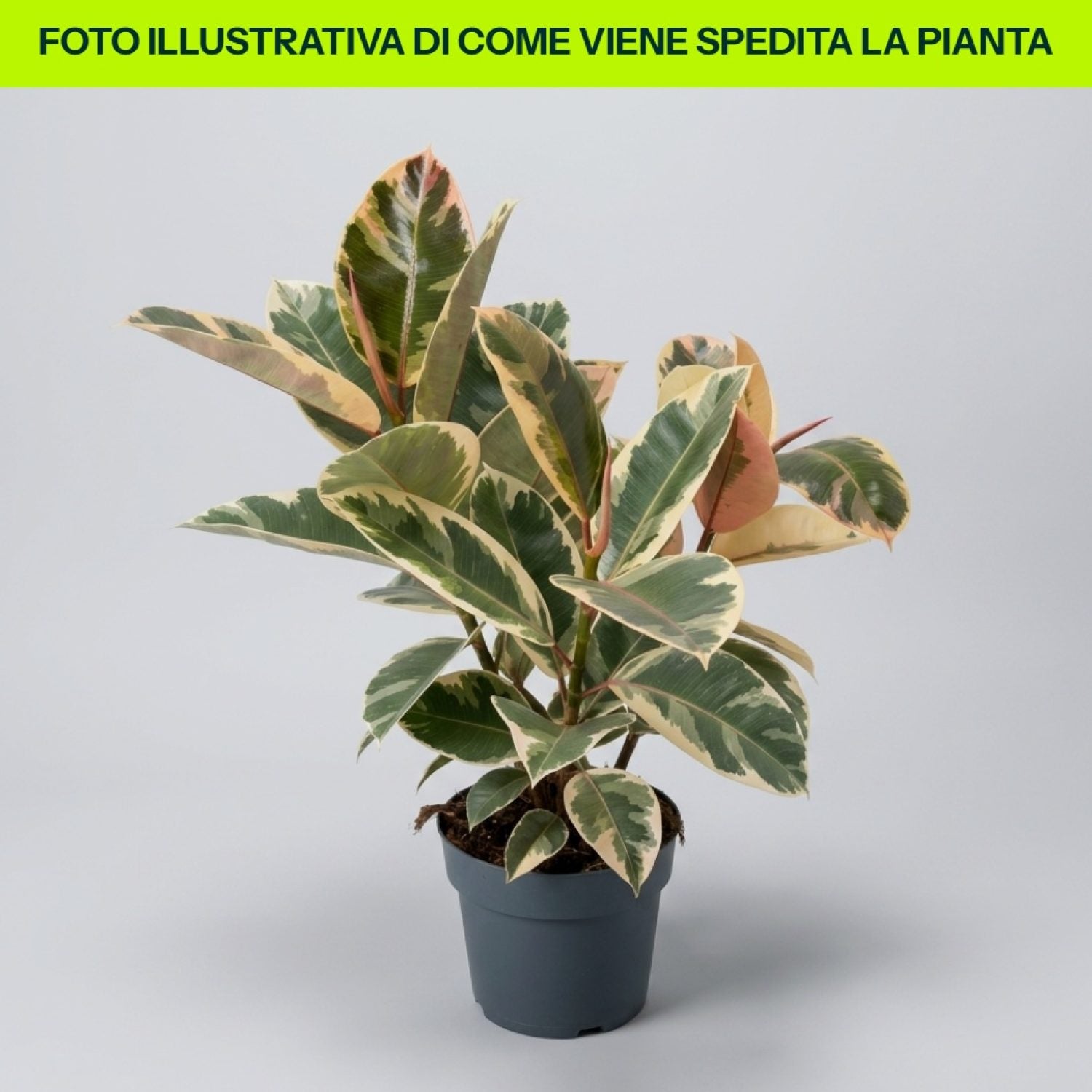 Ficus Tineke in vaso da 17cm
