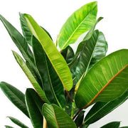 Ficus Tresor in vaso da 17cm