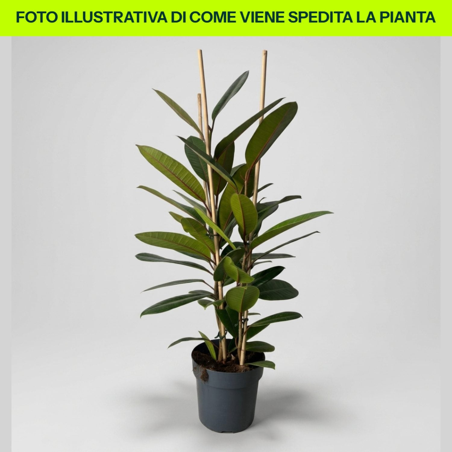 Ficus Tresor in vaso da 17cm